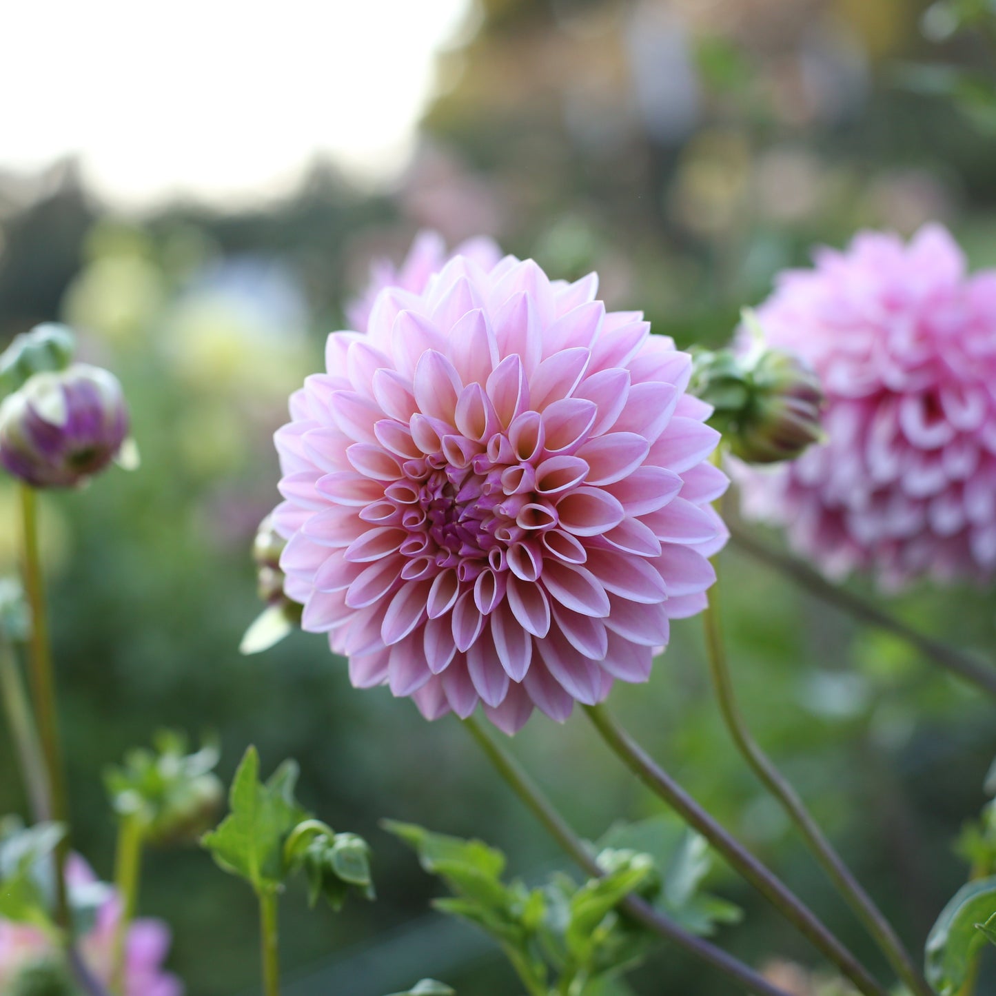 Coralie