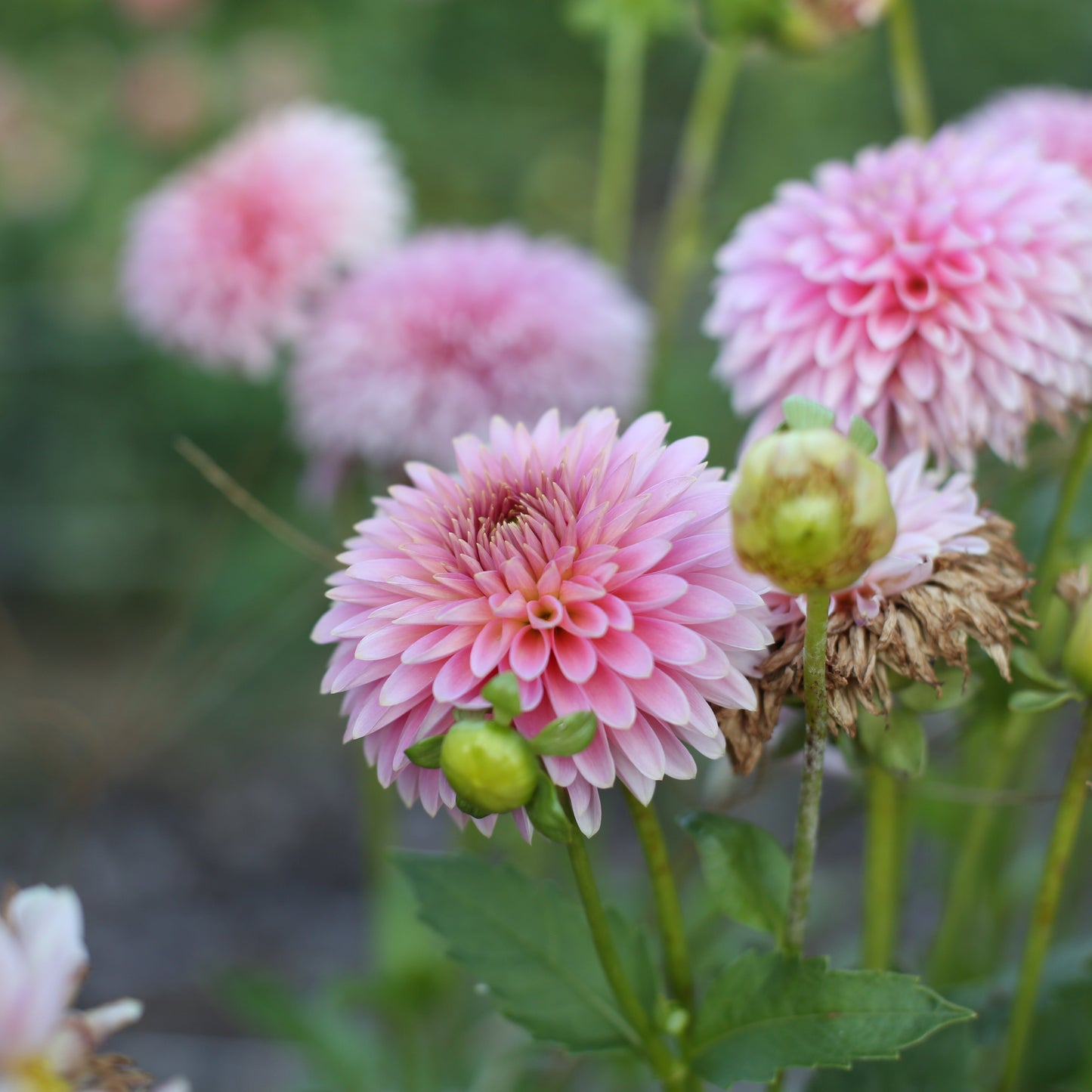 Bloomquist Pink Parfait (UGLY TUBERS)